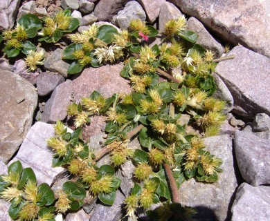 Alternanthera pungens