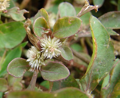 Alternanthera sessilis