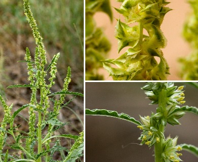 Amaranthus acanthochiton