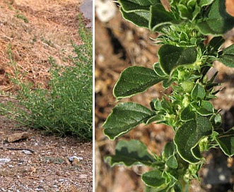 Amaranthus albus