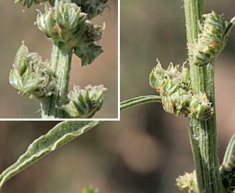 Amaranthus arenicola