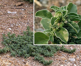 Amaranthus blitoides