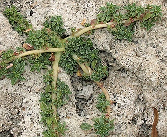 Amaranthus californicus