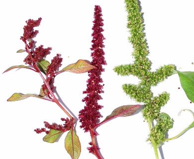 Amaranthus cruentus