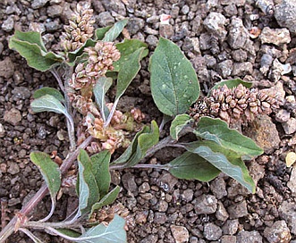 Amaranthus deflexus