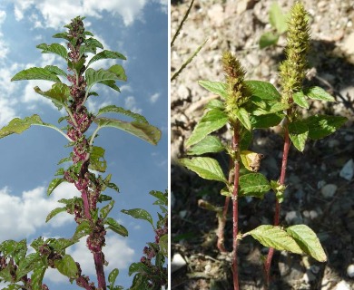 Amaranthus graecizans