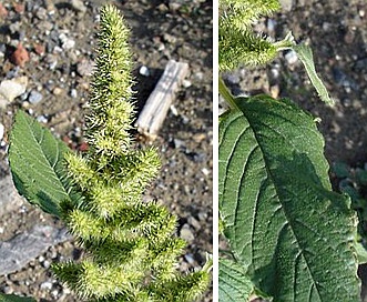 Amaranthus hybridus