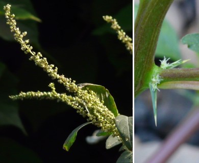 Amaranthus spinosus