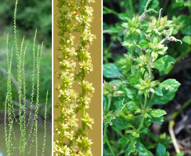 Amaranthus tuberculatus