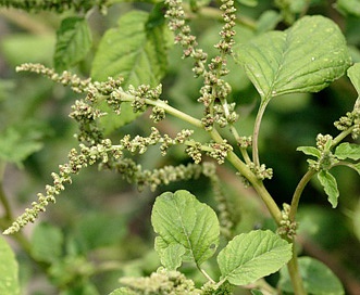 Amaranthus viridis