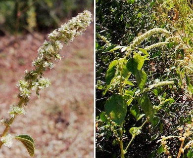 Amaranthus watsonii