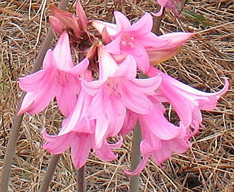 Amaryllis belladonna