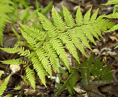 Amauropelta noveboracensis