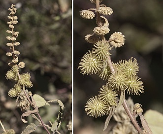 Ambrosia ambrosioides