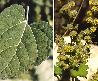 Ambrosia cordifolia