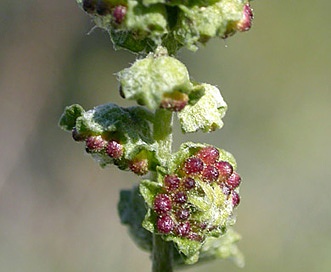 Ambrosia deltoidea