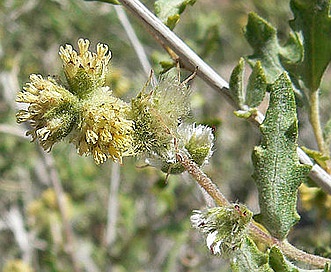 Ambrosia eriocentra