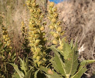 Ambrosia ilicifolia