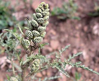 Ambrosia tomentosa