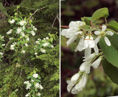 Amelanchier alnifolia