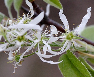 Amelanchier arborea