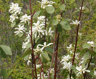 Amelanchier cusickii