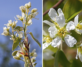 Amelanchier humilis