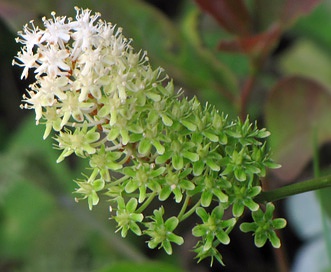 Amianthium muscitoxicum