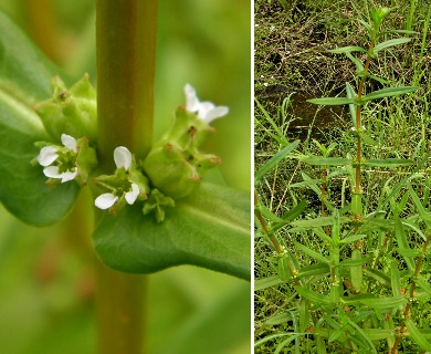 Ammannia latifolia