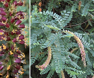 Amorpha californica