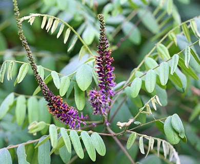 Amorpha fruticosa