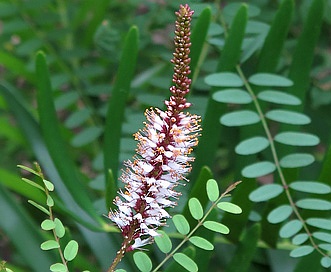 Amorpha herbacea