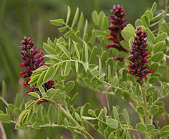 Amorpha nana