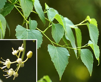 Ampelopsis cordata