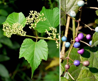 Ampelopsis glandulosa