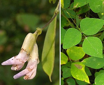 Amphicarpaea bracteata