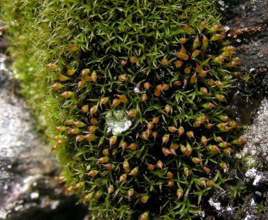 Amphidium lapponicum