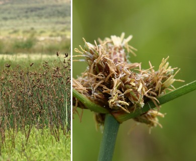 Amphiscirpus nevadensis