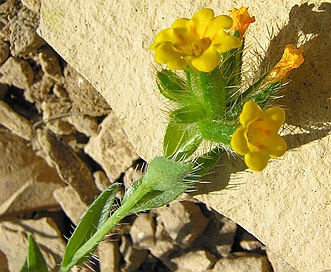 Amsinckia carinata