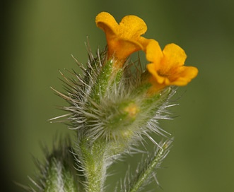 Amsinckia lycopsoides