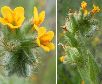 Amsinckia menziesii