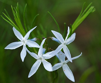 Amsonia ciliata