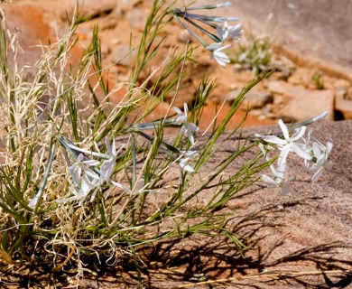 Amsonia longiflora