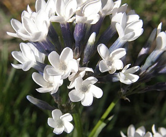 Amsonia palmeri