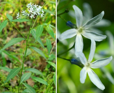 Amsonia tabernaemontana