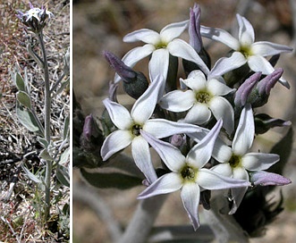 Amsonia tomentosa