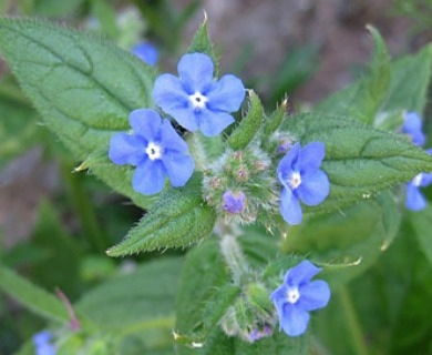 Anchusa arvensis