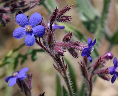 Anchusa azurea