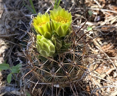 Ancistrocactus scheeri