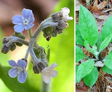 Andersonglossum virginianum